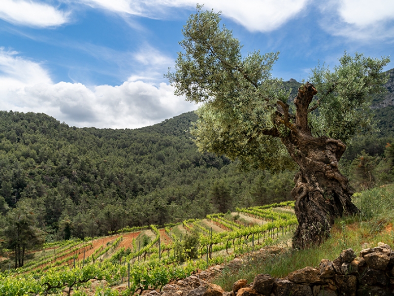 Cap a una vinya sostenible mitjançant l’agricultura regenerativa (5)