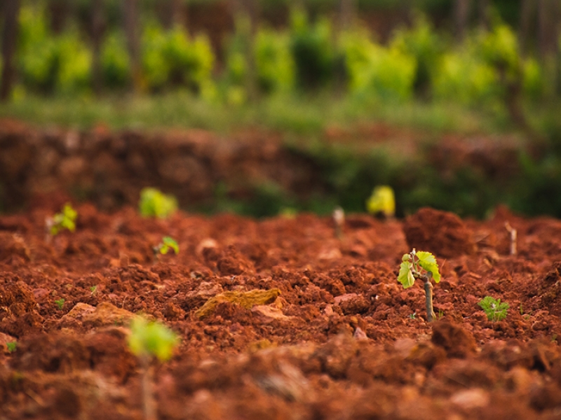 Cap a una vinya sostenible mitjançant l’agricultura regenerativa (2)