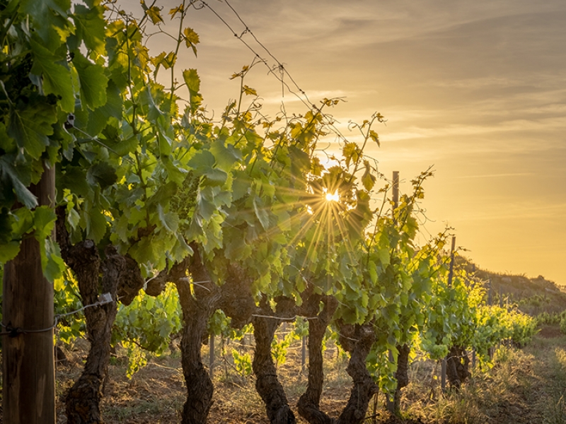 Cap a una vinya sostenible mitjançant l’agricultura regenerativa (4)